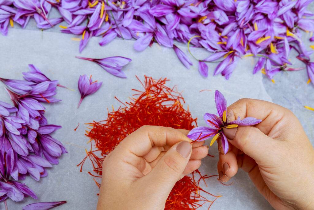 A close-up of a person’s hands gently picking saffron threads