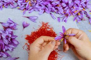 A close-up of a person’s hands gently picking saffron threads