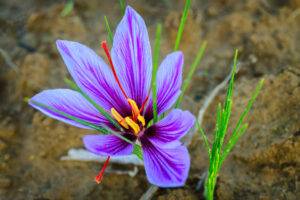 Close up of beautiful purple saffron flower in a field during flowering at harvest time.